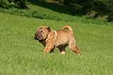 SHAR-PEI 898